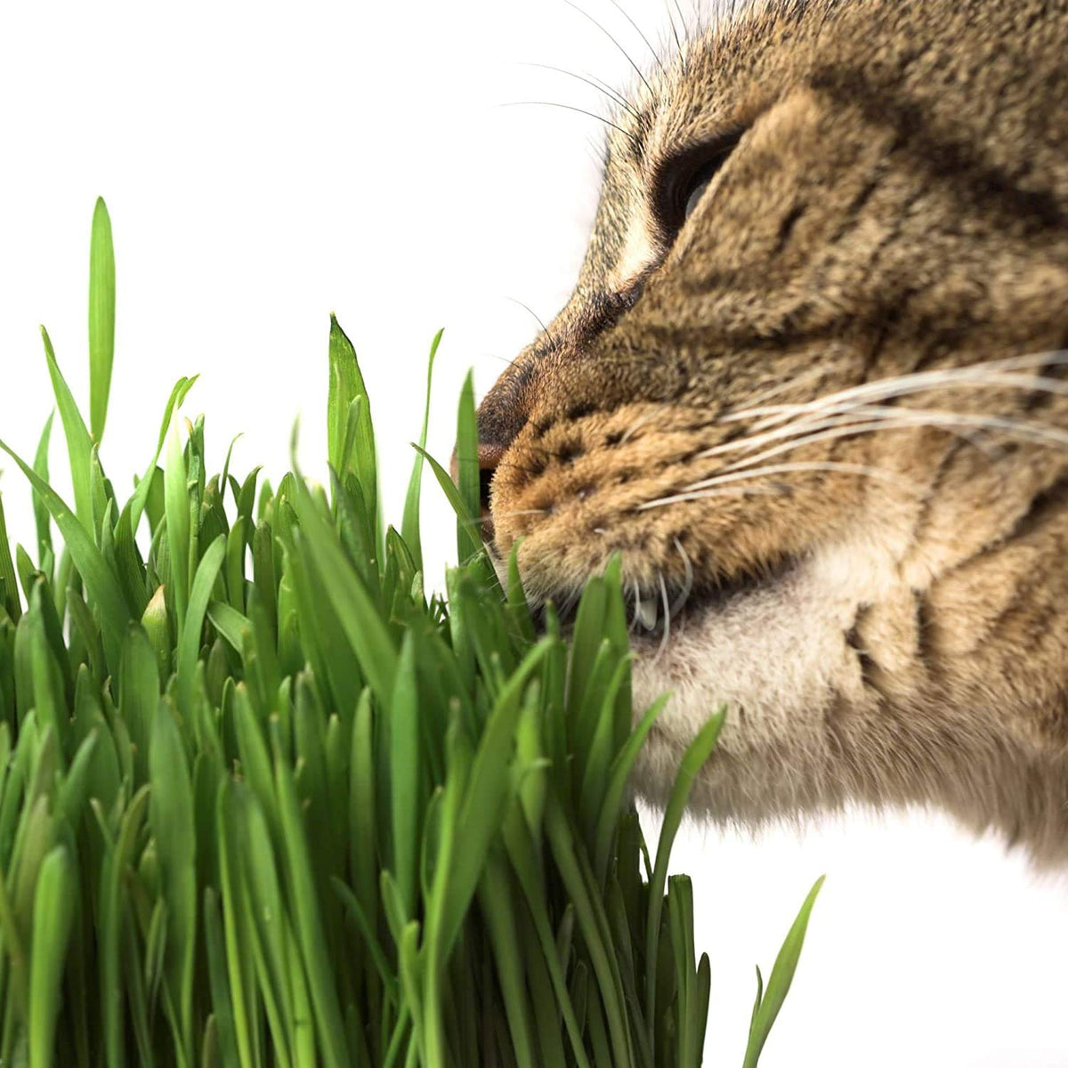 Organic Cat Grass Kit with 3 Trays A718
