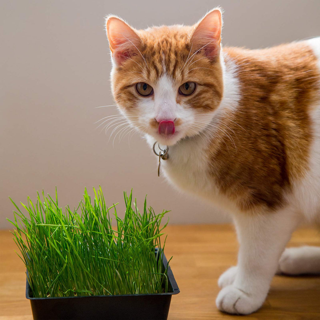 Organic Cat Grass Kit with 3 Trays A718