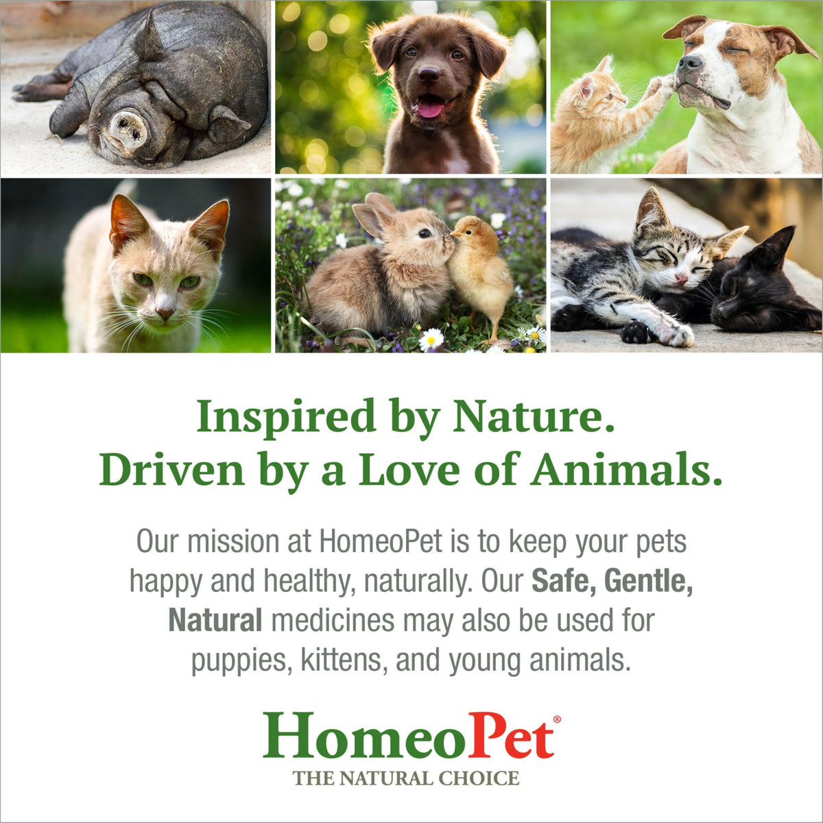 Feline Skin and Itch Supplement 15 Milliliters Y793