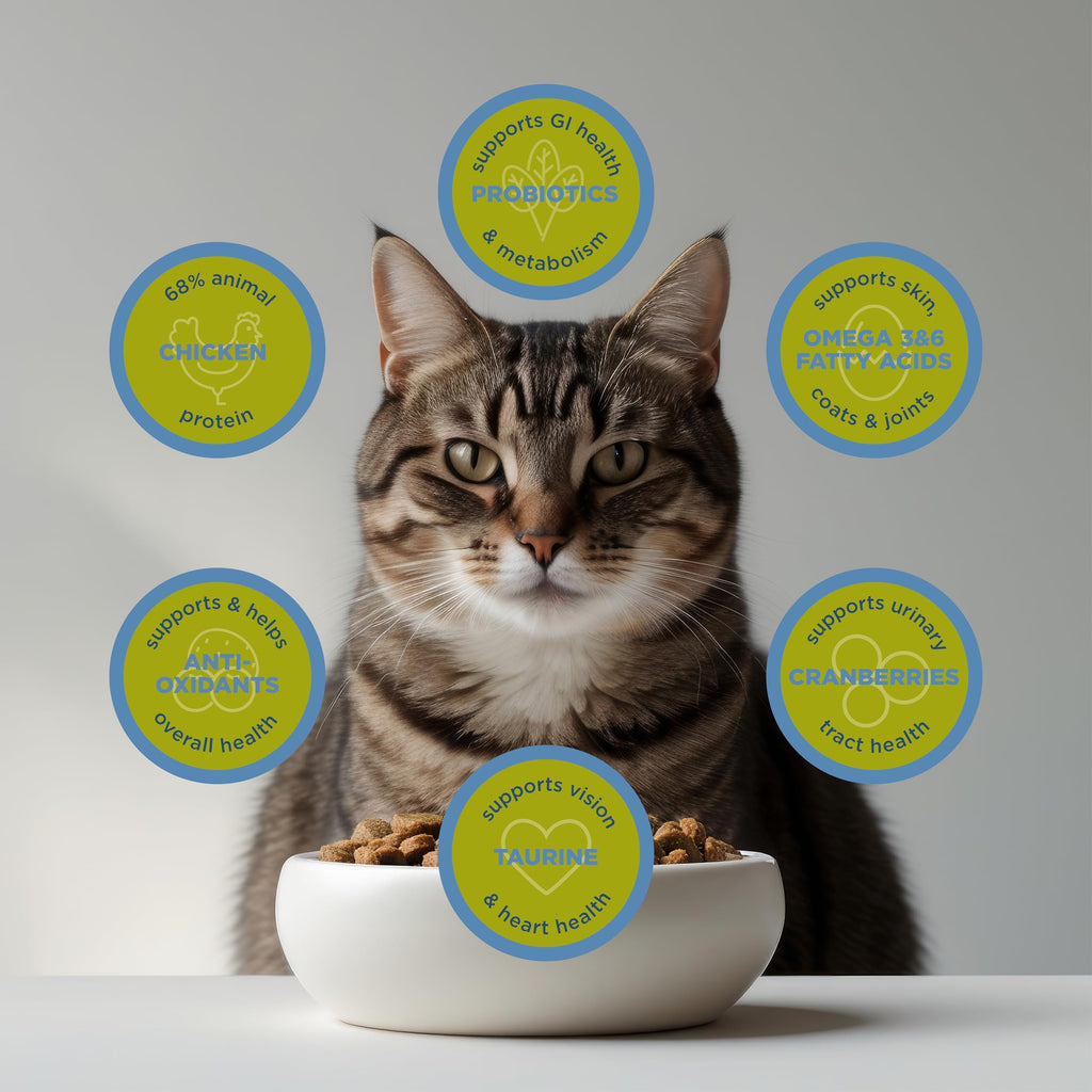 Dry Cat Food, Chicken Meal & Brown Rice, 4 lb V696